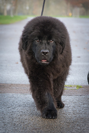 Merrybear Giovanewhiz Millthorpe
