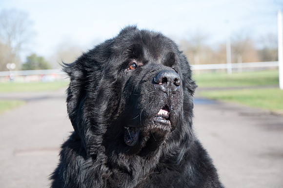 Tawiscara Reuben was Best Veteran In Show