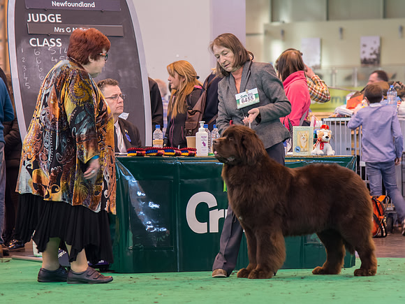 Vodahond Delta Lady