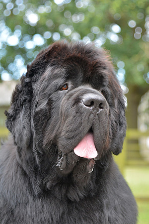 Morrelham Black Velvet