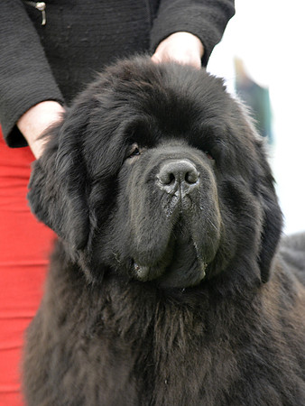 Thickish Newfoundland Zorbas Dance