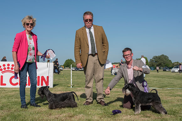 Best Veteran In Show and Reserve Best Veteran In Show