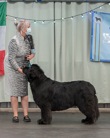 Ch. King Of Helluland Love Actually at Darebear, JW ShCM ShCEx OSW
