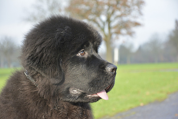 Merrybear Giovanewhiz Millthorpe