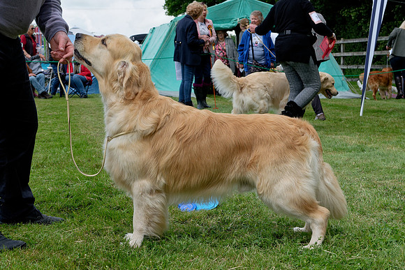 Thornywait Illuminate at Goldmarker