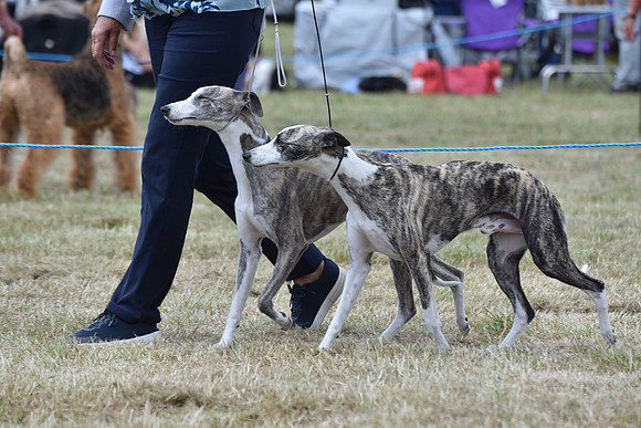 Whippet Brace