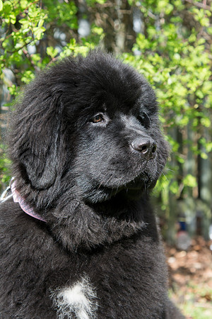 Bearhugs puppy