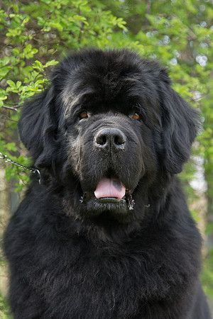 Ch. Priorscove Ebony Eclipse