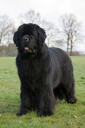 Ch. Priorscove Ebony Eclipse