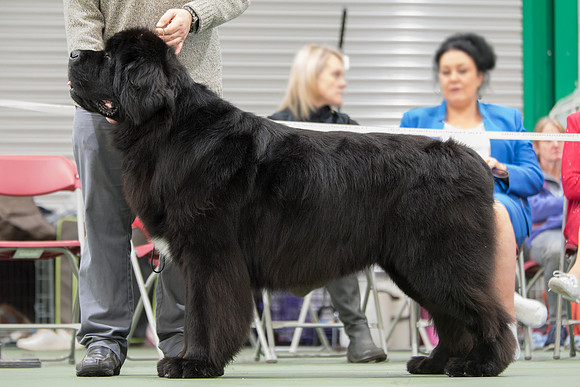 Vodahond Against All Odds