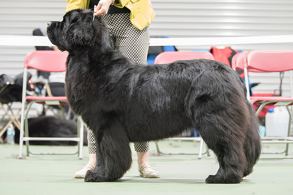 Barracechi Limited Edition (A.I.)