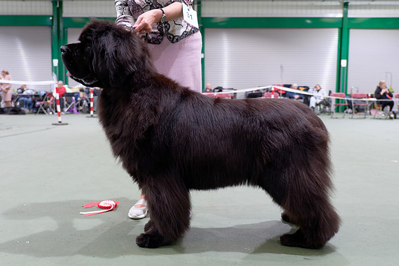 Ch. Disoranto Juliana Blue at Darkpeak (Imp Pol), JW