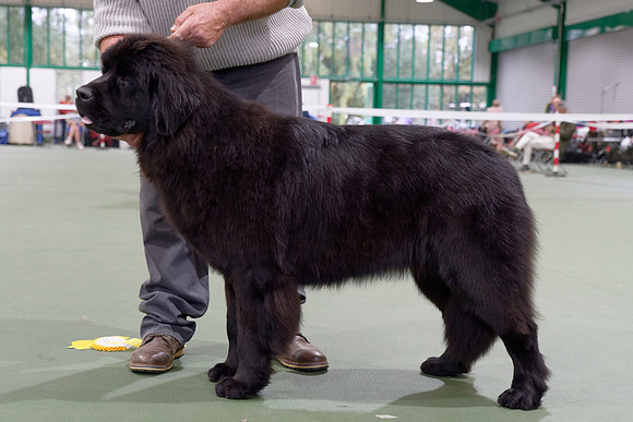 Mira Beautiful Great Dane at Mayosea (Imp Pol)
