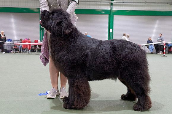 Lux. Ch. King Of Helluland Jungle Book at Shadowrise (Imp Svk), JW
