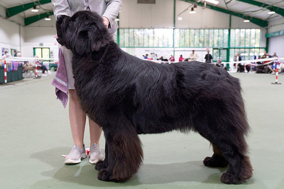 Lux. Ch. King Of Helluland Jungle Book at Shadowrise (Imp Svk), JW