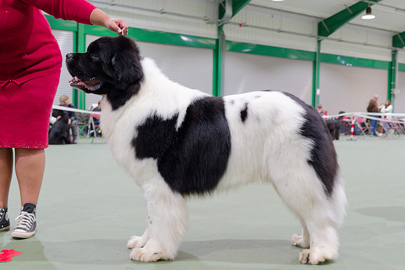 Oukaya Forever Ursa Minor (Imp Fra)