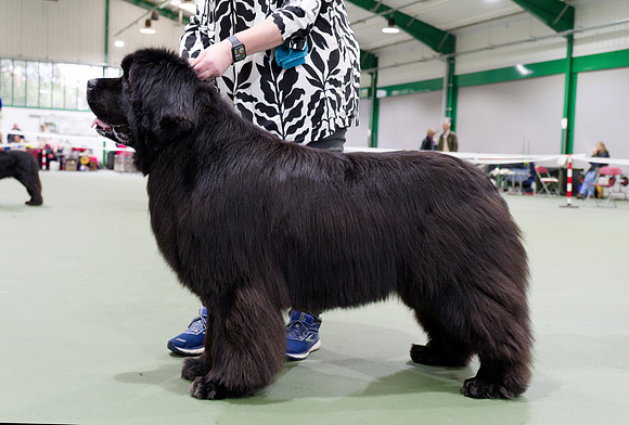 Ch. King Of Helluland Love Actually at Darebear (Imp Svk), JW ShCM ShCEx OSW VW