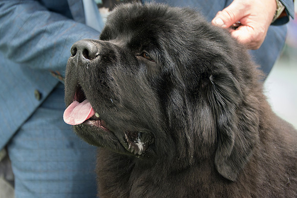 Legend I Am Canadian Beardog for Lindgreave (Imp Cze)