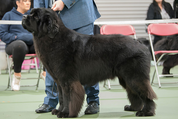 Legend I Am Canadian Beardog for Lindgreave (Imp Cze)