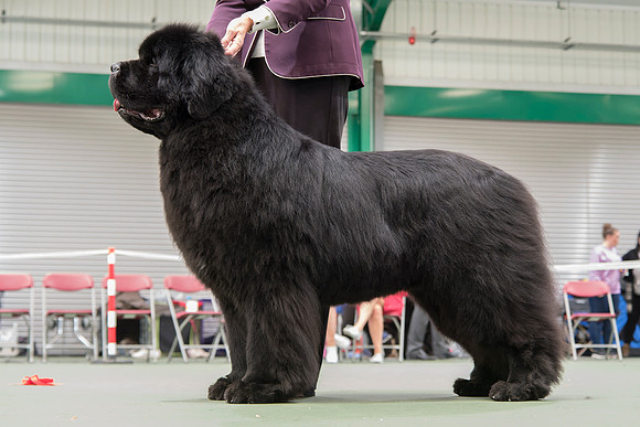 Ch. Millthorpe Mr Rochester, JW ShCM ShCEx OSW
