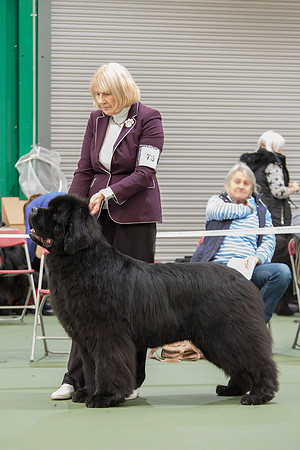 Ch. Millthorpe Mr Rochester, JW ShCM ShCEx OSW