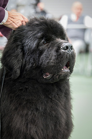 Ch. Millthorpe Mr Rochester, JW ShCM ShCEx OSW