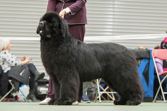 Ch. Millthorpe Mr Rochester, JW ShCM ShCEx OSW