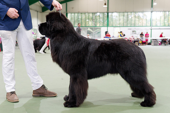 Titanbears Excommunicado, Ir. Jun. Ch. JW ShCEx OSW