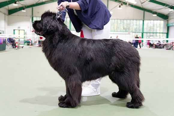 Titanbears Fallen Angel, JW