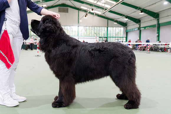 Ir. Ch. Titanbears Vainglorious, JW ShCEx OSW