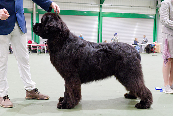 Ir. Ch. Titanbears Vainglorious, JW ShCEx OSW