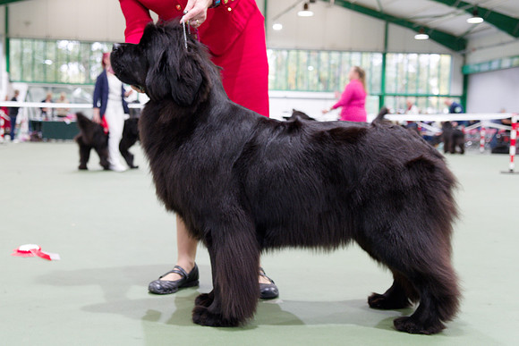 Green Pearl Uniquely Barracechi (Imp Fra), JW