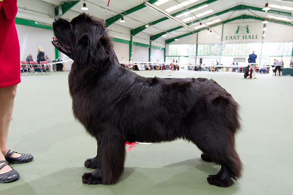 Green Pearl Uniquely Barracechi (Imp Fra), JW