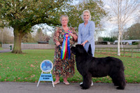 Ch. King Of Helluland Love Actually at Darebear (Imp Svk), JW ShCM ShCEx OSW VW