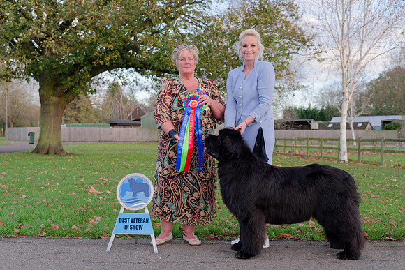 Ch. King Of Helluland Love Actually at Darebear (Imp Svk), JW ShCM ShCEx OSW VW