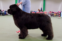 Ch. King Of Helluland Love Actually at Darebear (Imp Svk), JW ShCM ShCEx OSW VW