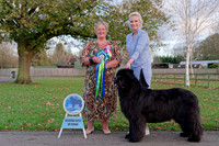 Ch. King Of Helluland Love Actually at Darebear (Imp Svk), JW ShCM ShCEx OSW VW