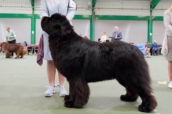 Lux. Ch. King Of Helluland Jungle Book at Shadowrise (Imp Svk), JW