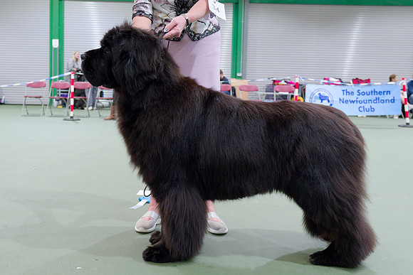 Ch. Disoranto Juliana Blue at Darkpeak (Imp Pol), JW