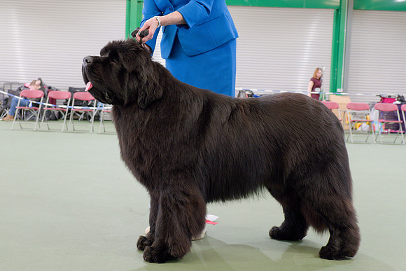 Two Rivers Wise Choice at Colnebear (Imp USA)