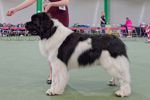 Northpier's Non Ducor Duco (Imp USA)