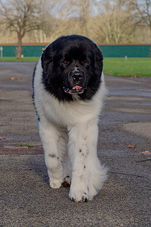 Northpier's Non Ducor Duco (Imp USA)