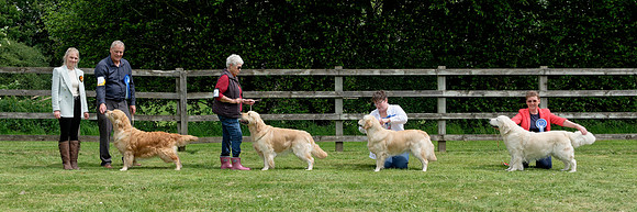 Winning Dogs