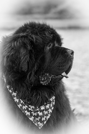 Bailey