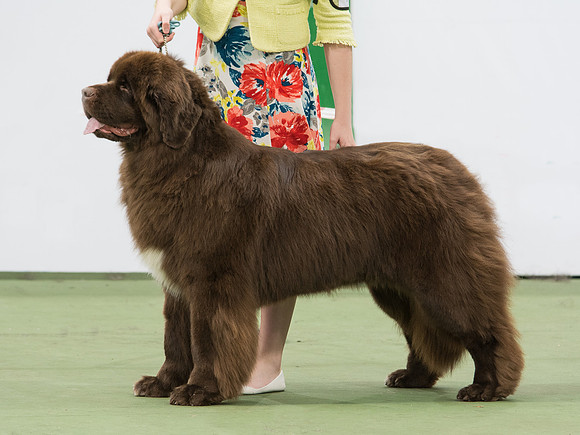 Zentaur I Gave You All