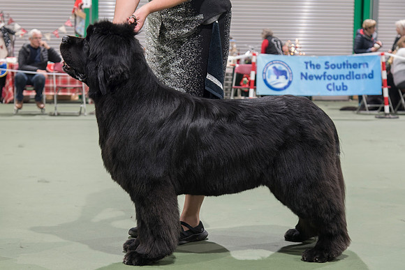 Ch. King Of Helluland Love Actually At Darebear (Imp Svk), JW ShCM ShCEx OSW
