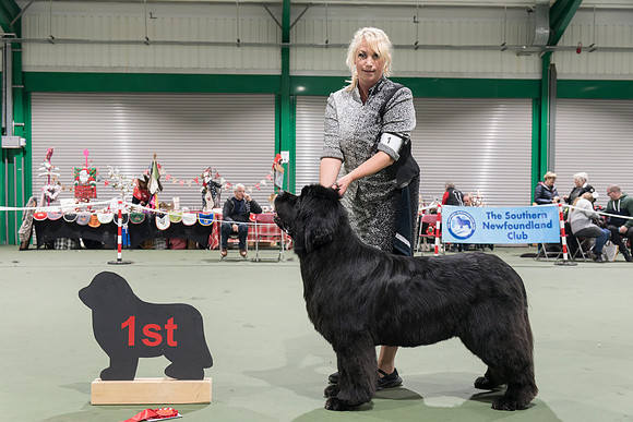 Ch. King Of Helluland Love Actually At Darebear (Imp Svk), JW ShCM ShCEx OSW