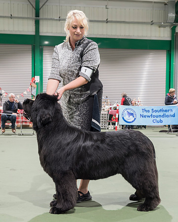 Ch. King Of Helluland Love Actually At Darebear (Imp Svk), JW ShCM ShCEx OSW