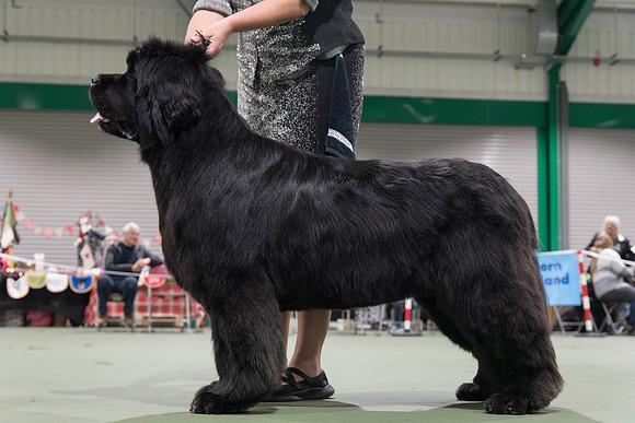 Ch. King Of Helluland Love Actually At Darebear (Imp Svk), JW ShCM ShCEx OSW