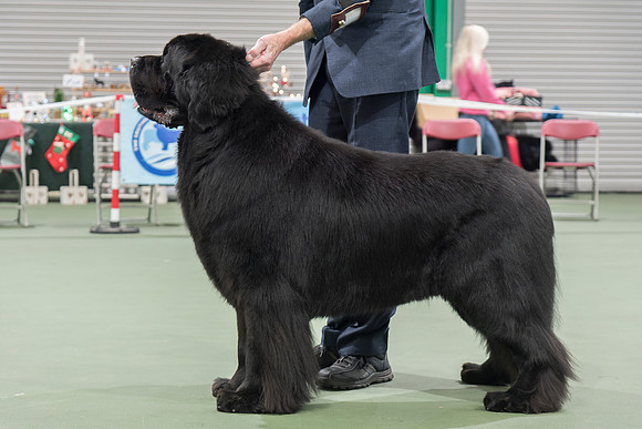 Ch. Baranova Big Bopper of Elbear, JW ShCM